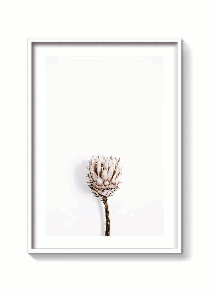 DRIED PROTEA