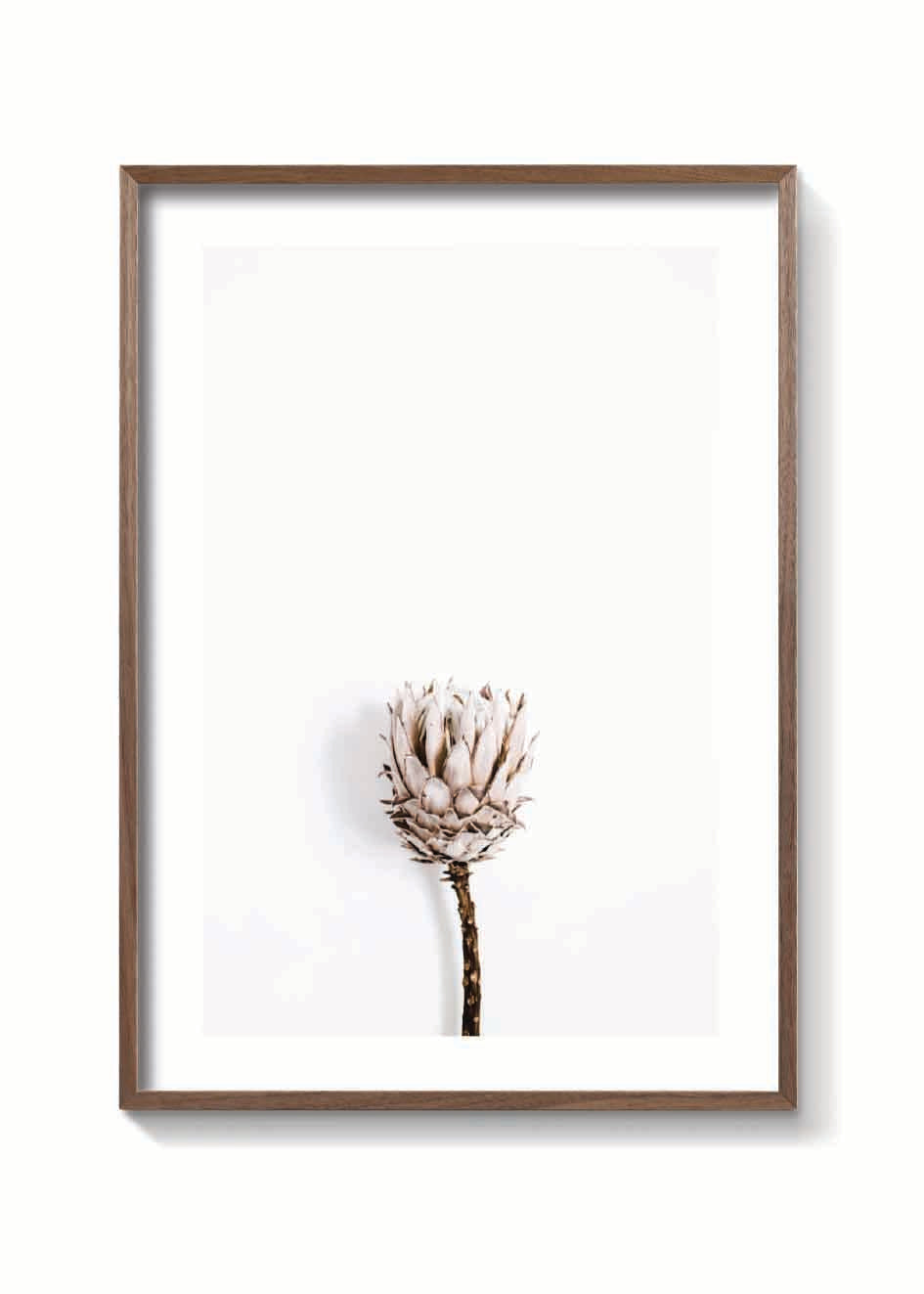 DRIED PROTEA