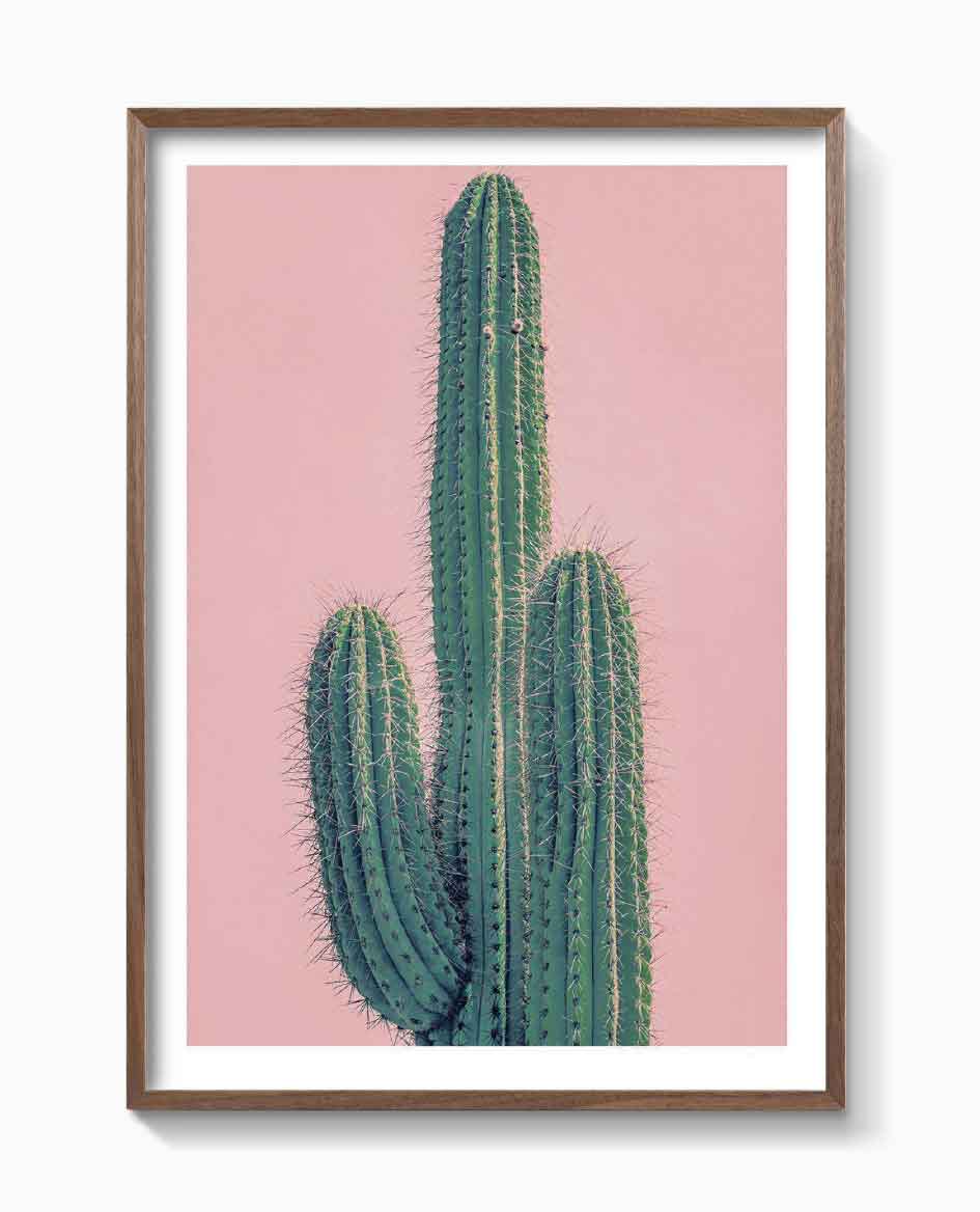 PINK CACTUS