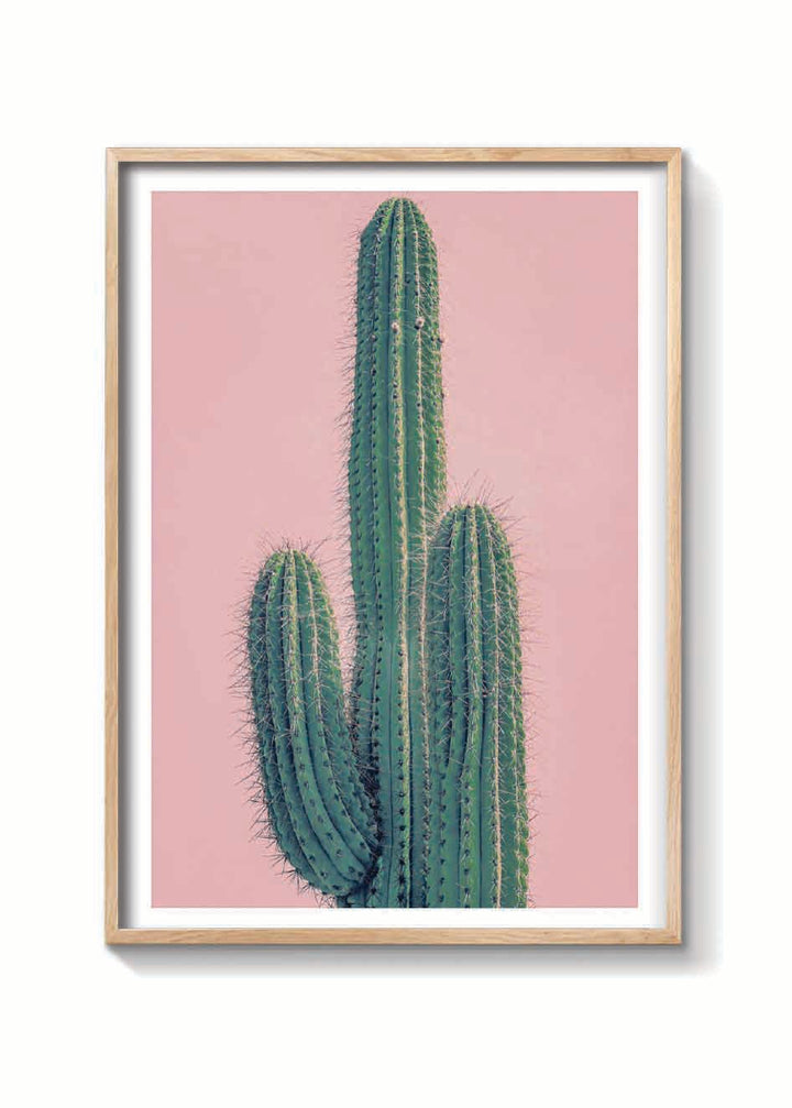 PINK CACTUS XXL